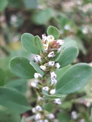 Polygonum aviculare