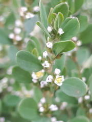 Polygonum aviculare