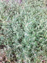 Polygonum aviculare