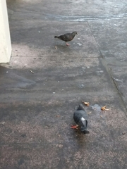 Columba livia
