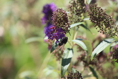 Copestylum violaceum