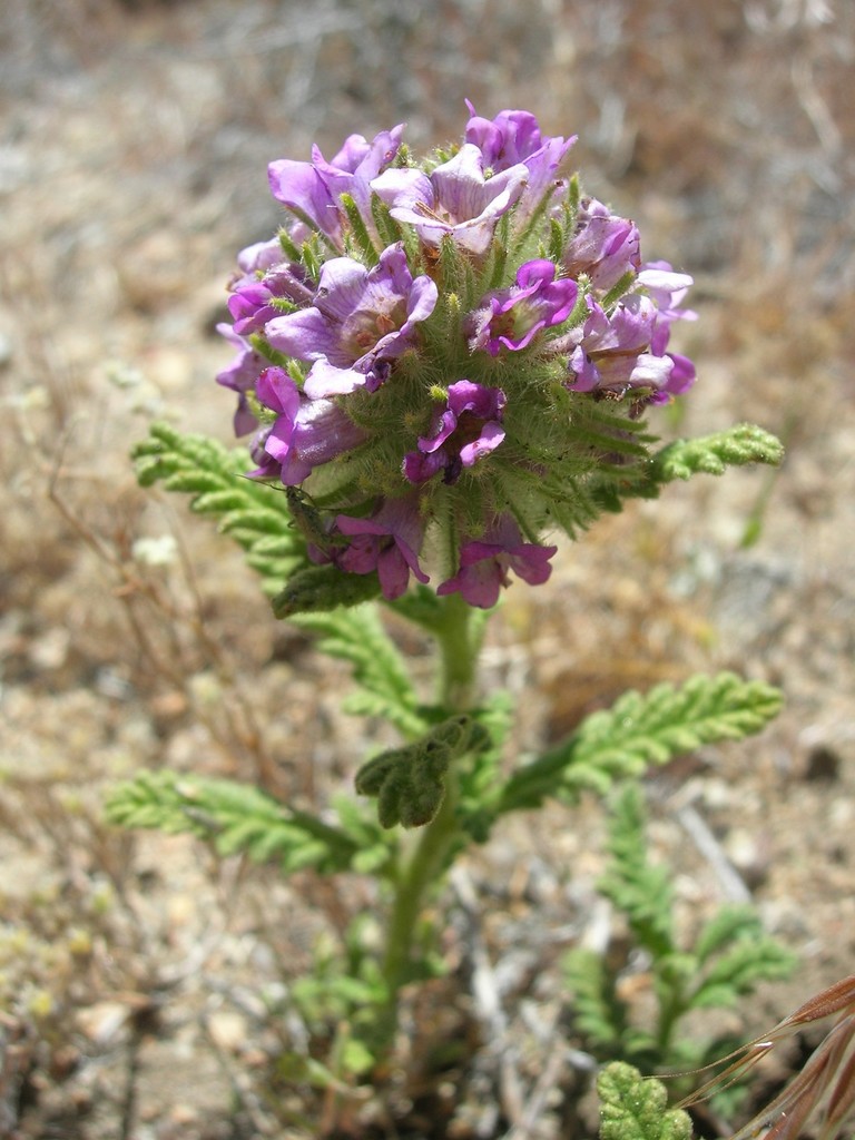 Rothrock's Fiddleleaf