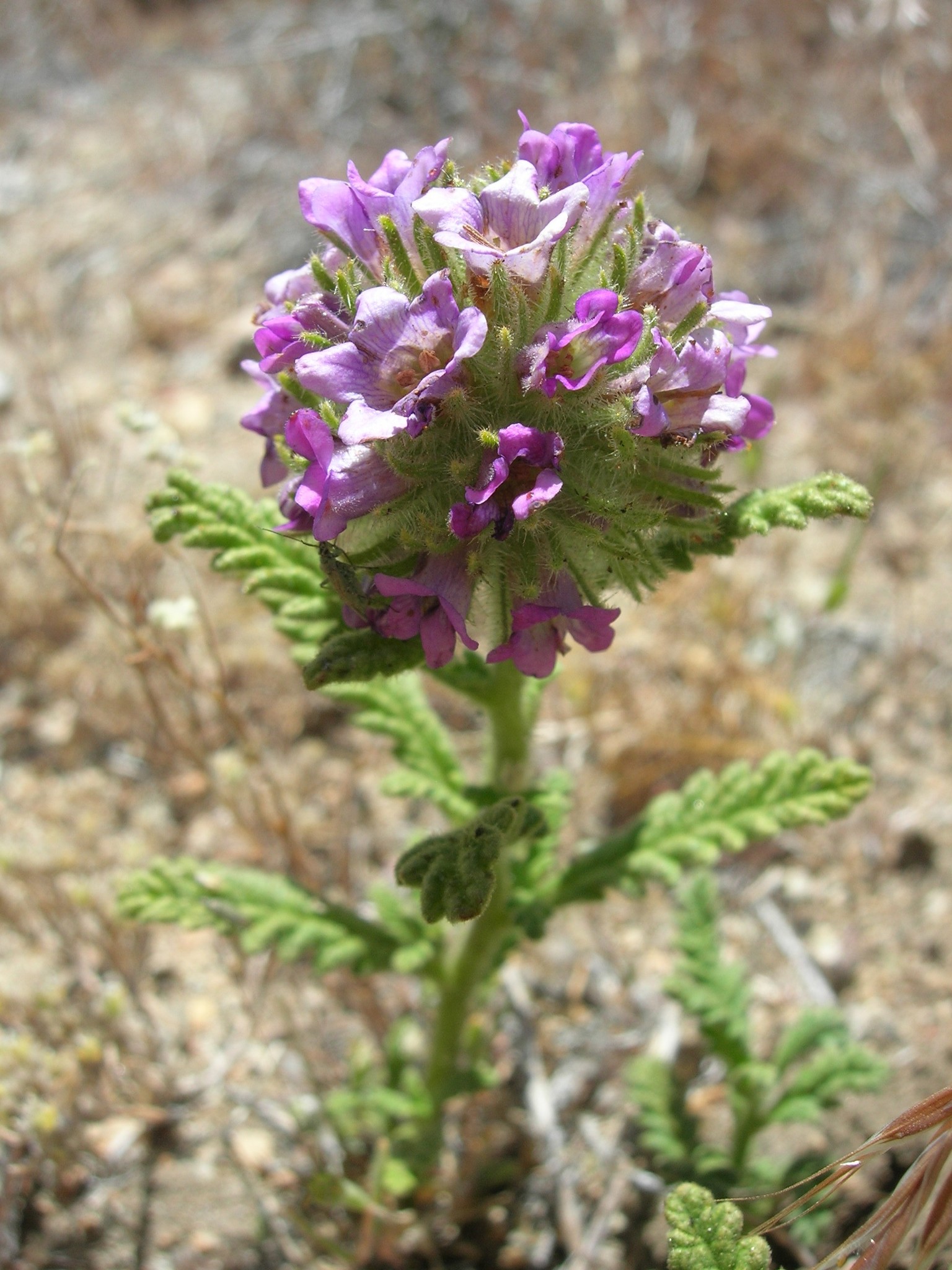 Nama rothrockii