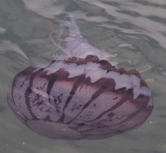Chrysaora colorata