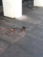 Columba livia