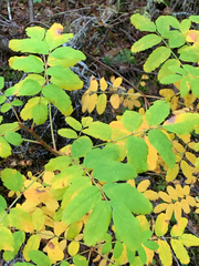 Sorbus sitchensis sitchensis