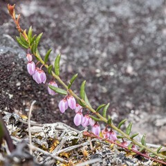 Tetratheca procumbens