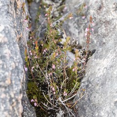 Tetratheca procumbens