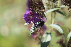 Copestylum violaceum