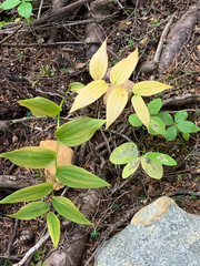 Streptopus lanceolatus