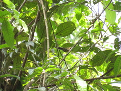 Cercomacra cinerascens