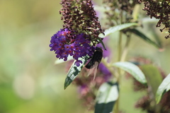 Copestylum violaceum