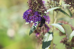 Copestylum violaceum