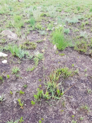 Aspidoglossum lamellatum