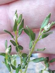 Draba hirta