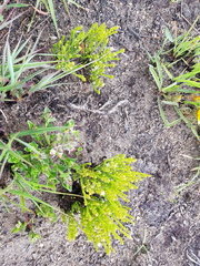 Thesium transvaalense