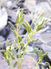 Draba hirta