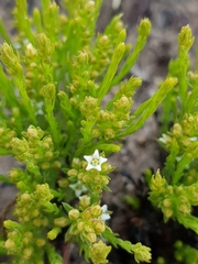 Thesium transvaalense