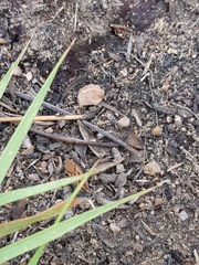 Spilostethus rivularis