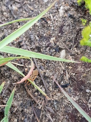 Spilostethus rivularis