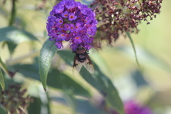 Copestylum violaceum