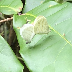Leptosia