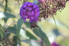 Copestylum violaceum