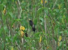 Cacomantis passerinus