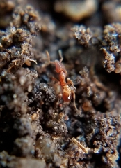 Strumigenys ananeotes