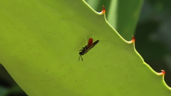 Hermetia lativentris