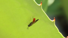 Hermetia lativentris