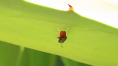 Hermetia lativentris