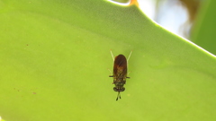 Hermetia lativentris