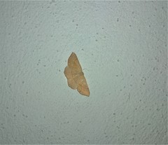 Cyclophora linearia