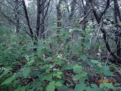 Desmodium lindheimeri
