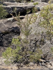 Melaleuca linearis linearis