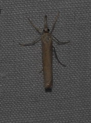 Agriphila attenuatus