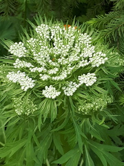 Pleurospermum uralense