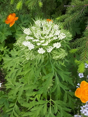 Pleurospermum uralense