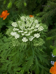 Pleurospermum uralense