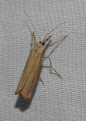 Agriphila attenuatus