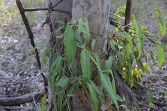 Parsonsia eucalyptophylla