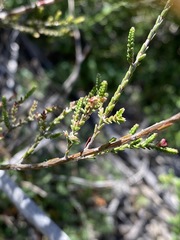 Micromyrtus sessilis