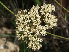 Parsonsia eucalyptophylla