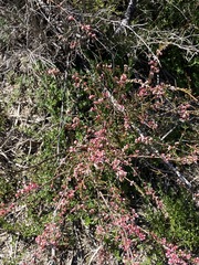 Micromyrtus sessilis