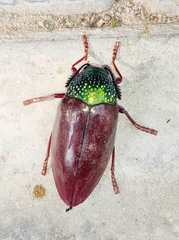Sternocera chrysis