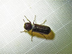 Amphicerus bicaudatus