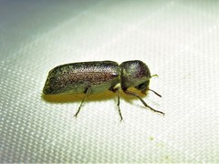 Amphicerus bicaudatus