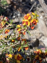 Mirbelia pungens
