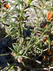 Mirbelia pungens